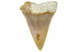 Fossil Mako Shark Tooth - Dakhla, Morocco #365239-1